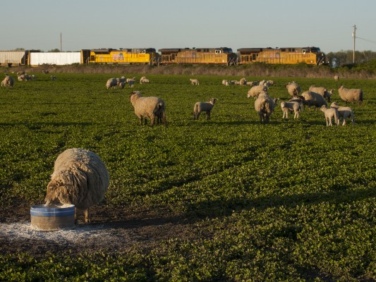 Union Pacific freight train rolling south past sheep and lambs in western Oregon's Willamette Valley on May 8, 2009.