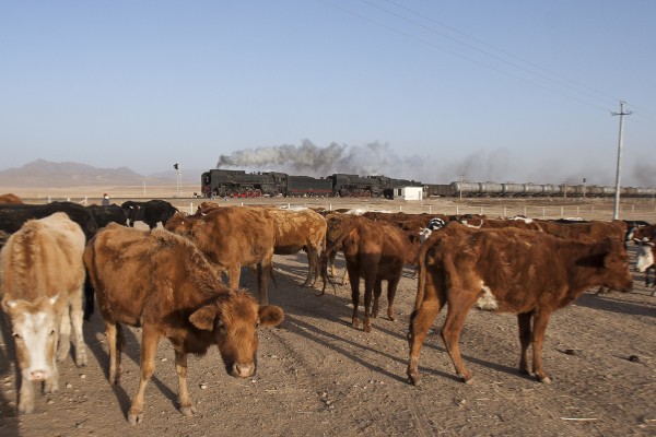 A Jitong Railway westbound freight train passes a herd of cattle in Baomutu, Inner Mongolia, China, in November 2005.