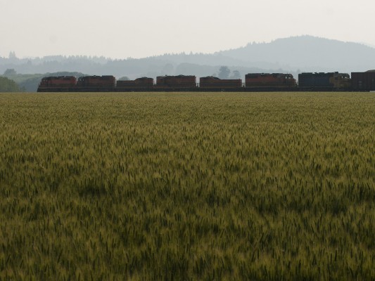 Portland and Western's Toledo Hauler rolls through wheat fields between Albany and Corvallis on the evening of June 29, 2008.