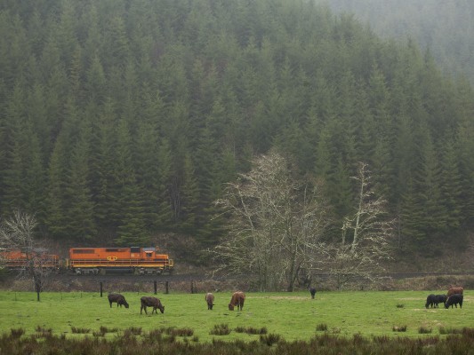 Portland and Western's Toledo Hauler passes cows grazing in a field along the Yaquina River on March 31, 2011.