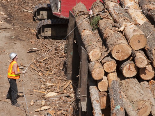 A Potlatch worker ties a bundle of logs with steel cable in St. Maries, Idaho.