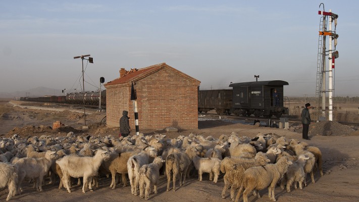 A herd of goats waits at the Jitong Railway crossing shanty in Baomutu, Inner, Mongolia, China, while an eastbound freight train passes.