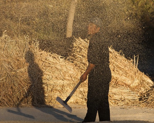 A farmer near Lindong winnows wheat by hand during the 2005 harvest.