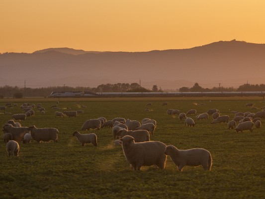 Amtrak <i>Cascades</i> passenger train no. 507 passes a field full of sheep in western Oregon's Willamette Valley just before sunset on May 8, 2009.