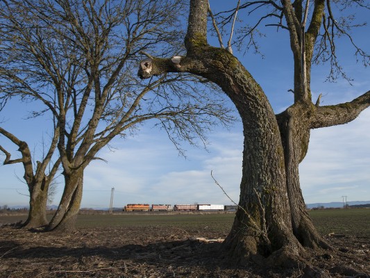 Trees in the fields south of Albany, Oregon, frame Portland and Western's American Turn local freight train rolling north on the afternoon of February 18, 2009.