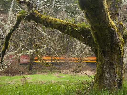 Portland and Western's Toledo Hauler is nothing but a blur as it rolls past a moss-covered tree as it rolls through the Coast Range mountains in western Oregon on March 26, 2011.