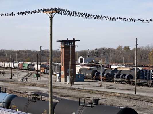 Pigeons resting at CSX's Barr Yard in Riverdale, Illinois, on November 5, 2011. View is looking west from the Halstead Avenue overpass.