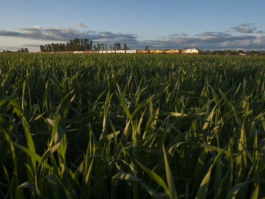 Union Pacific Railroad mixed freight train south running through the fields just north of Eugene, Oregon, late in the day of May 5, 2010.