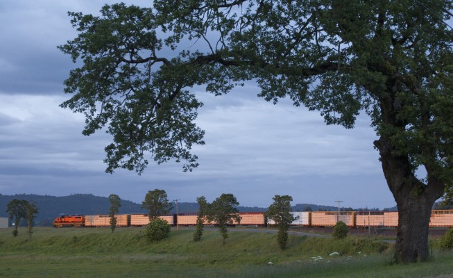 Portland and Western's Willamina Turn rolls east with loaded lumber cars, past a sprawling oak tree near Ballston, Oregon, on the evening of May 27, 2010.