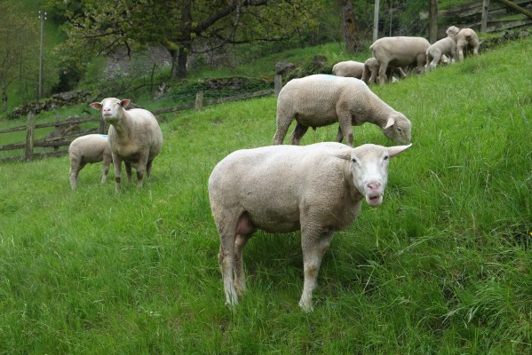 A few of Gurtnellen's sheep consider the presence of a foreign photographer.