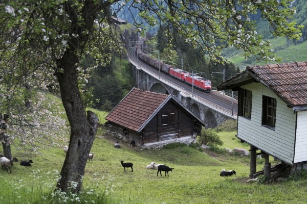Two Deutsche Bahn electrics lead a short freight north at Wassen, running geographically south here across the Middle Meienreuss Bridge and past sheep grazing on the steep hillside.