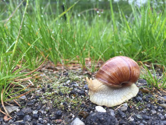 While the trains move quickly over the Gotthard route, not everything is so fast. This Burgundy snail, also known as escargot, seems to be enjoying the rain at Wassen.