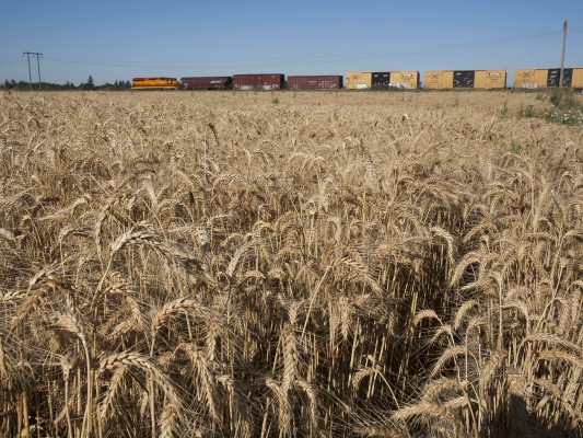Portland and Western's American Turn freight train rolls north past a wheat field near Harrisburg, Oregon, on July 23, 2009. SD45 locomotive 3052 was unusual power for this train.