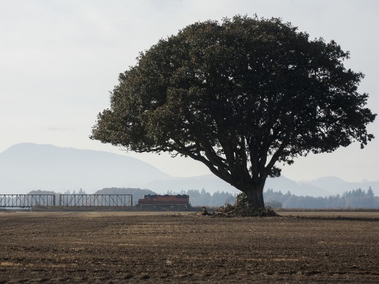 Portland and Western's Corvallis Switcher passes a massive oak tree during a rare run south of town to retrieve stored flatcars on the otherwise unused Lower Westside line on November 4, 2009. Mary's Peak, highest in the Coast Range at 4,097 feet, dominates the background.